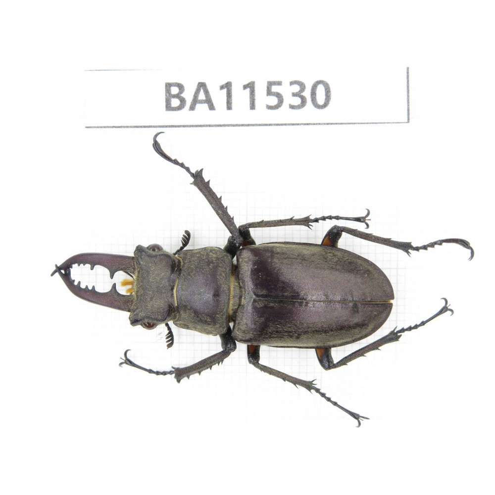 Lucanus sp. China, Sichuan, Baoxing county.1M. BA11530.