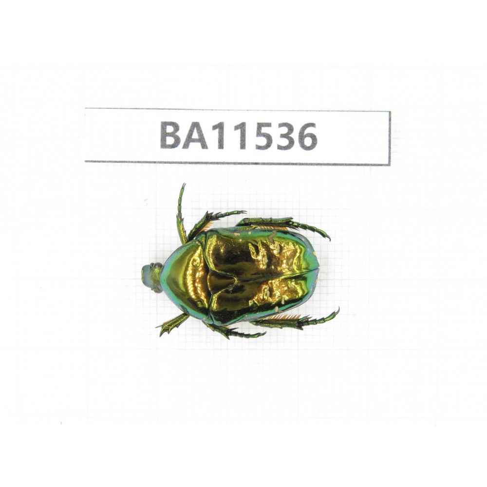 Cetoniidae sp. China, Sichuan, Baoxing county. 1Pcs. BA11536.