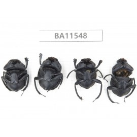 Geotrupidae sp. China, Guizhou, Tongren, Yinjiang county. 4Pcs. BA11548.