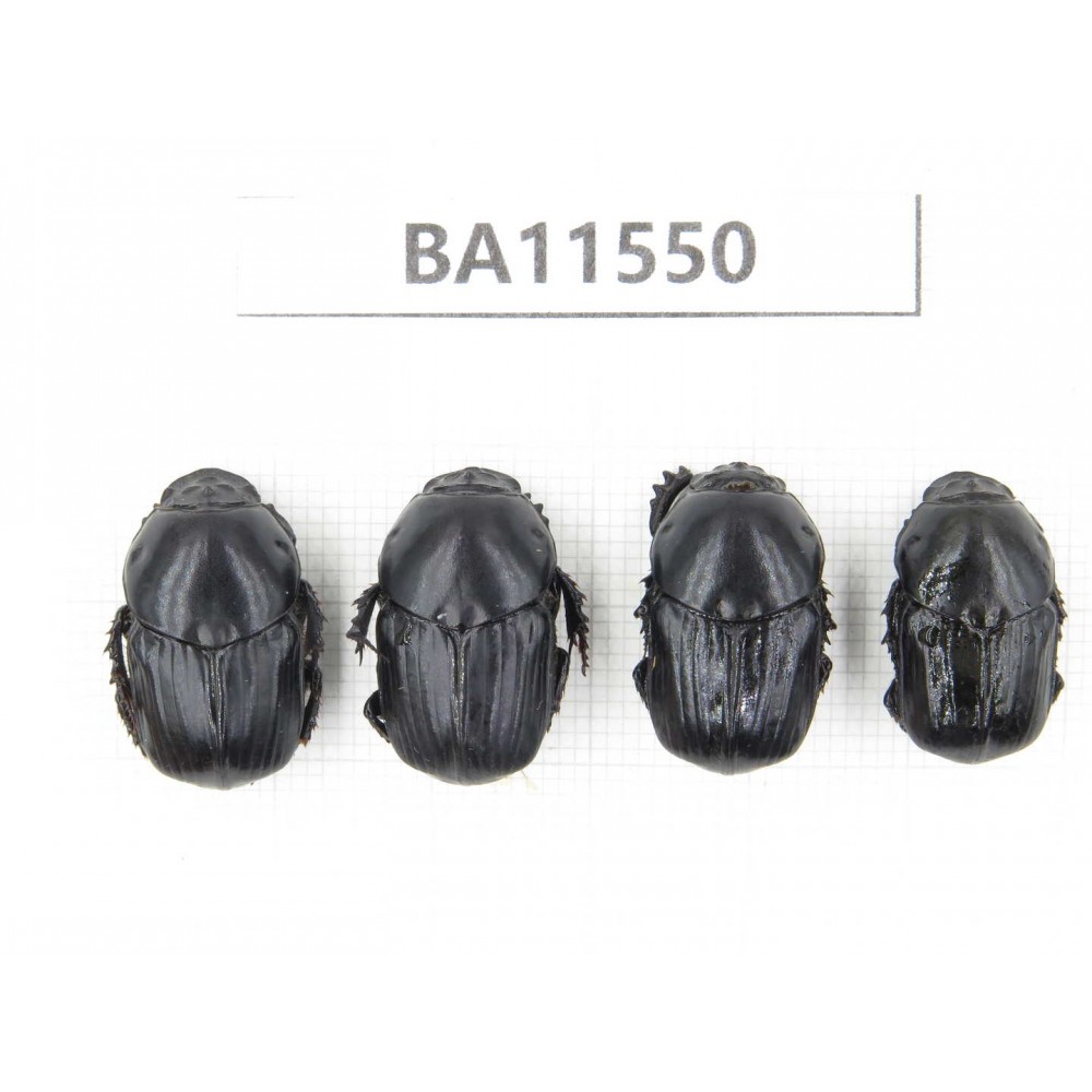 Geotrupidae sp. China, Guizhou, Tongren, Yinjiang county. 4Pcs. BA11550.