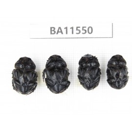 Geotrupidae sp. China, Guizhou, Tongren, Yinjiang county. 4Pcs. BA11550.