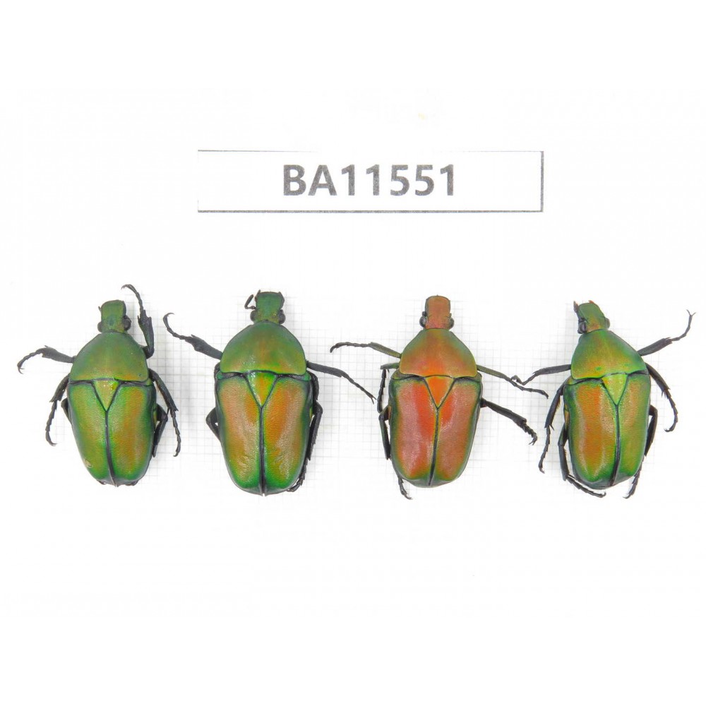 Cetoniidae sp. China,Guizhou, Tongren, Yinjiang county. 4Pcs. BA11551.