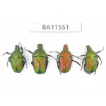 Cetoniidae sp. China,Guizhou, Tongren, Yinjiang county. 4Pcs. BA11551.