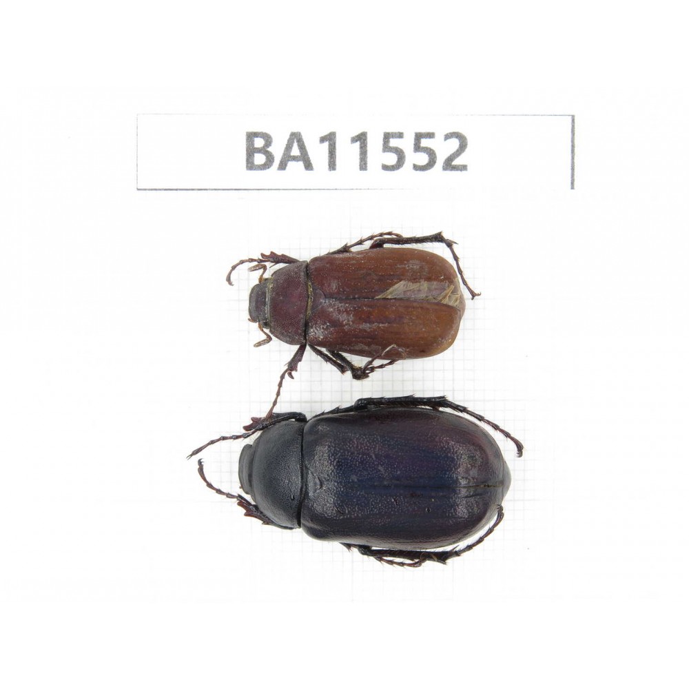 Melolonthidae sp. China, Guizhou, Tongren, Yinjiang county.2Pcs. BA11552.