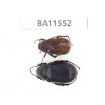 Melolonthidae sp. China, Guizhou, Tongren, Yinjiang county.2Pcs. BA11552.