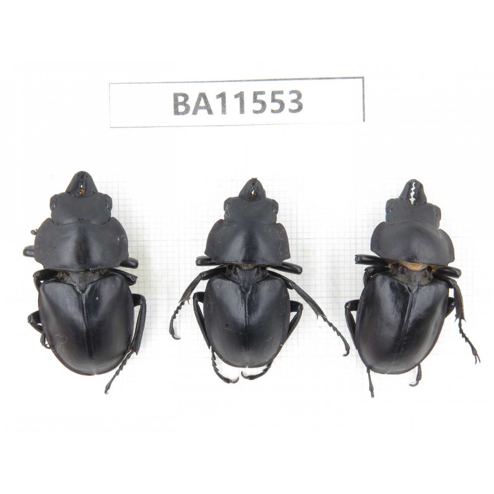 Neolucanus sp. China, Guizhou, Tongren, Mt.Fanjingshan. 3M. BA11553.