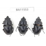 Neolucanus sp. China, Guizhou, Tongren, Mt.Fanjingshan. 3M. BA11553.