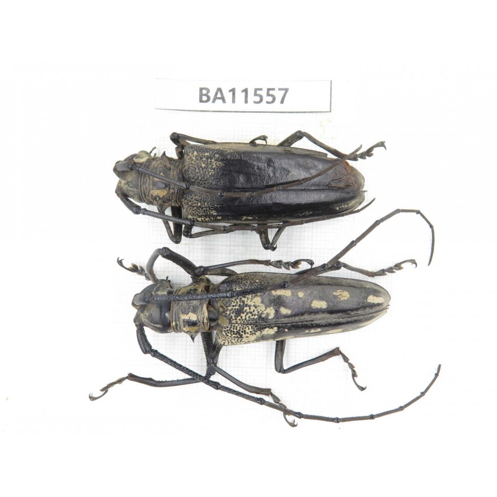 Cerambycidae sp. China, Guizhou, Qiandongnan, Mt.Leigongshan. 1P. BA11557.