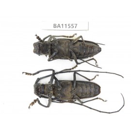 Cerambycidae sp. China, Guizhou, Qiandongnan, Mt.Leigongshan. 1P. BA11557.