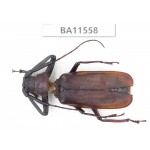 Cerambycidae sp. China, Guizhou, Qiandongnan, Mt.Leigongshan. 1Pcs. BA11558.
