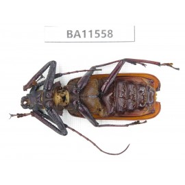 Cerambycidae sp. China, Guizhou, Qiandongnan, Mt.Leigongshan. 1Pcs. BA11558.
