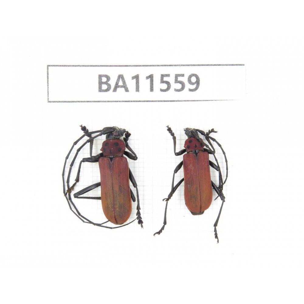 Cerambycidae sp. China, Guizhou, Qiandongnan, Mt.Leigongshan. 1P. BA11559.