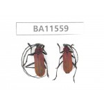 Cerambycidae sp. China, Guizhou, Qiandongnan, Mt.Leigongshan. 1P. BA11559.