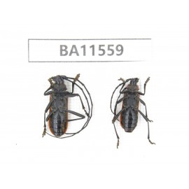 Cerambycidae sp. China, Guizhou, Qiandongnan, Mt.Leigongshan. 1P. BA11559.