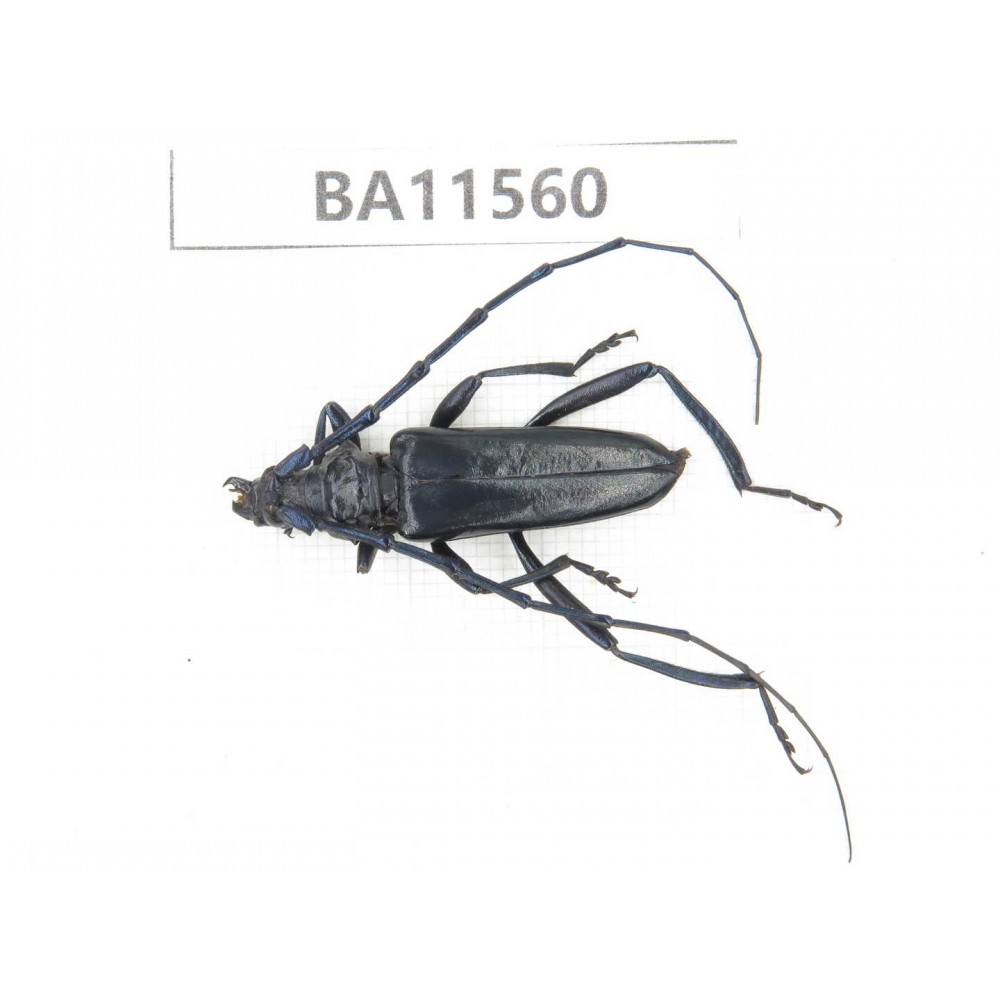 Cerambycidae sp. China, Guizhou, Qiandongnan, Mt.Leigongshan. 1Pcs. BA11560.