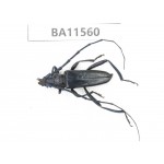 Cerambycidae sp. China, Guizhou, Qiandongnan, Mt.Leigongshan. 1Pcs. BA11560.