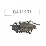 Cerambycidae sp. China, Guizhou, Qiandongnan, Mt.Leigongshan. 1Pcs. BA11561.