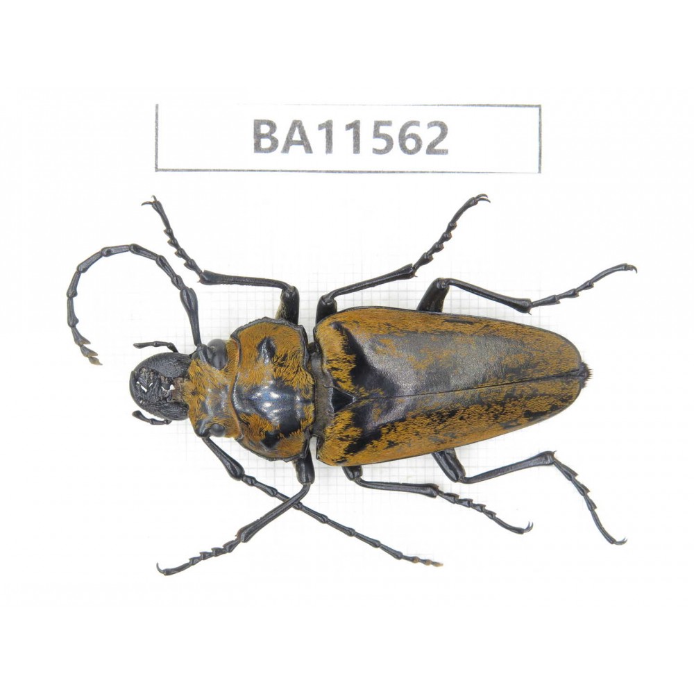 Trictenotomidae sp. China, Guizhou, Qiandongnan, Mt.Leigongshan. 1Pcs. BA11562.