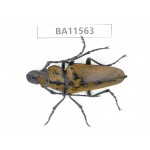 Trictenotomidae sp. China, Guizhou, Qiandongnan, Mt.Leigongshan. 1Pcs. BA11563.