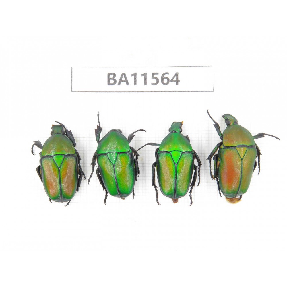 Cetoniidae sp. China, Guizhou, Qiandongnan, Mt.Leigongshan. 4Pcs. BA11564.