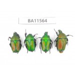 Cetoniidae sp. China, Guizhou, Qiandongnan, Mt.Leigongshan. 4Pcs. BA11564.