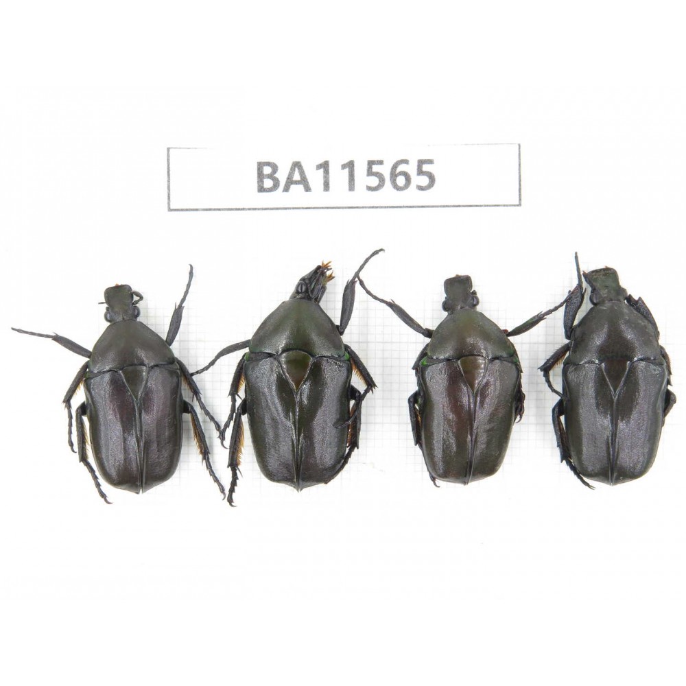 Cetoniidae sp. China, Guizhou, Qiandongnan, Mt.Leigongshan. 4Pcs. BA11565.