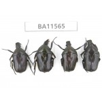 Cetoniidae sp. China, Guizhou, Qiandongnan, Mt.Leigongshan. 4Pcs. BA11565.