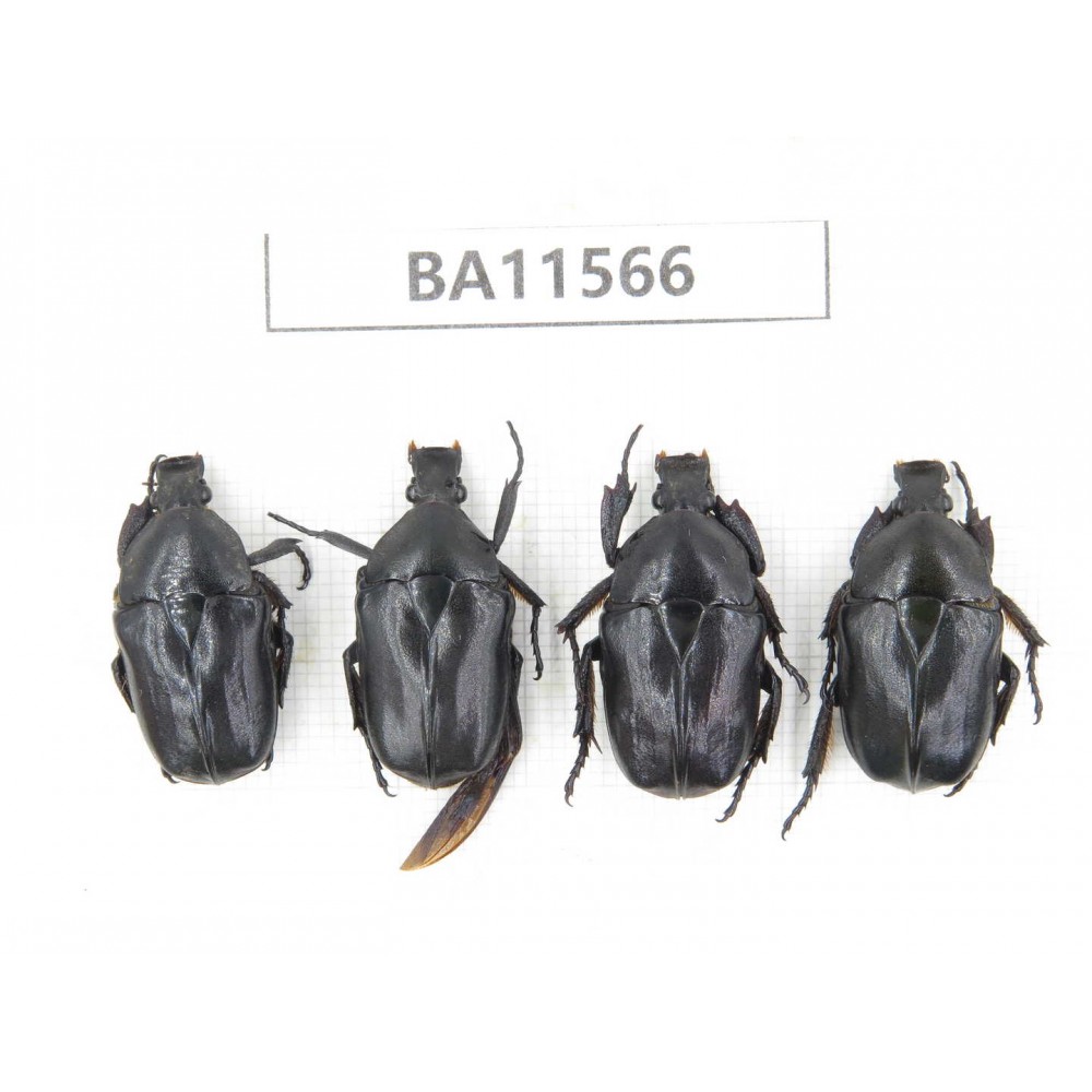 Cetoniidae sp. China, Guizhou, Qiandongnan, Mt.Leigongshan. 4Pcs. BA11566.