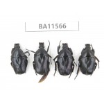 Cetoniidae sp. China, Guizhou, Qiandongnan, Mt.Leigongshan. 4Pcs. BA11566.