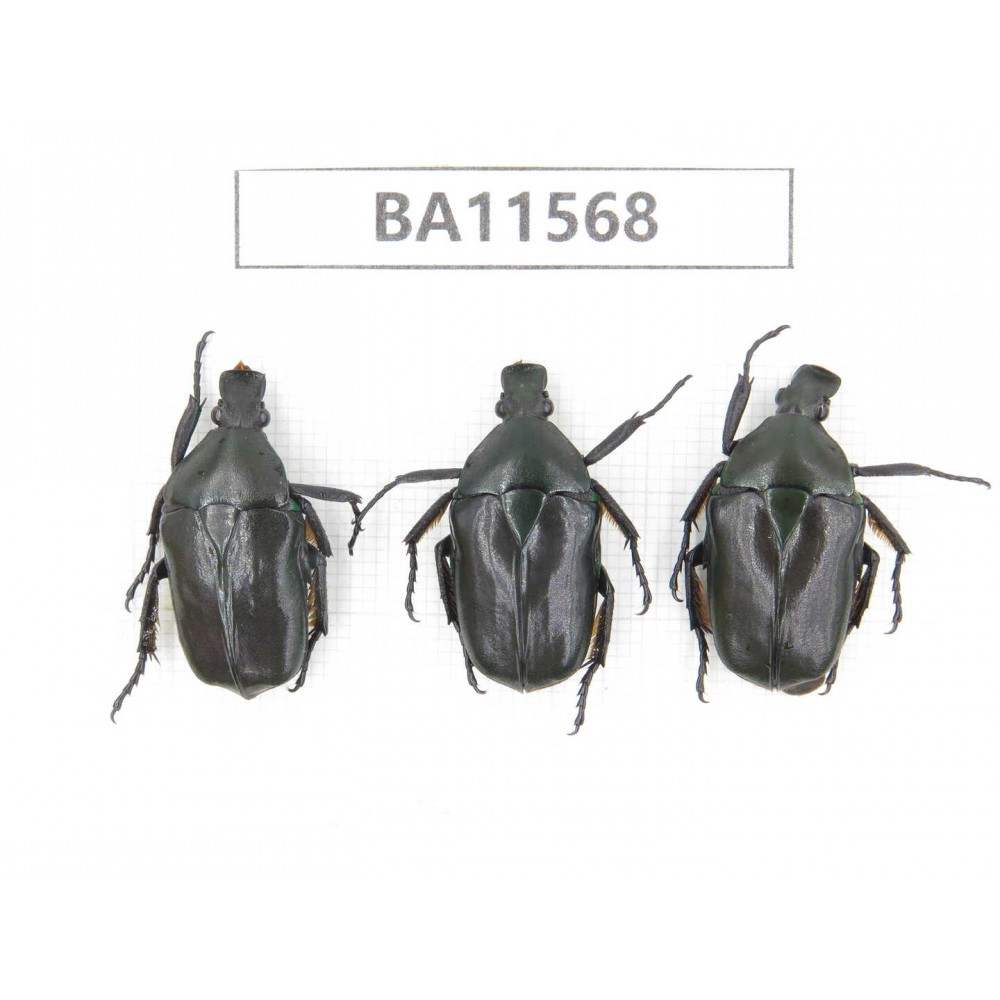 Cetoniidae sp. China, Guizhou, Qiandongnan, Mt.Leigongshan. 3Pcs. BA11568.