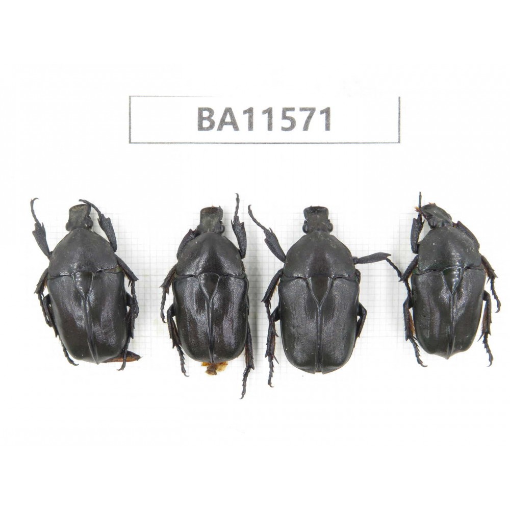 Cetoniidae sp. China, Guizhou, Qiandongnan, Mt.Leigongshan. 4Pcs. BA11571.