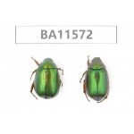Rutelidae sp. China, Guizhou, Qiandongnan, Mt.Leigongshan. 2Pcs. BA11572.