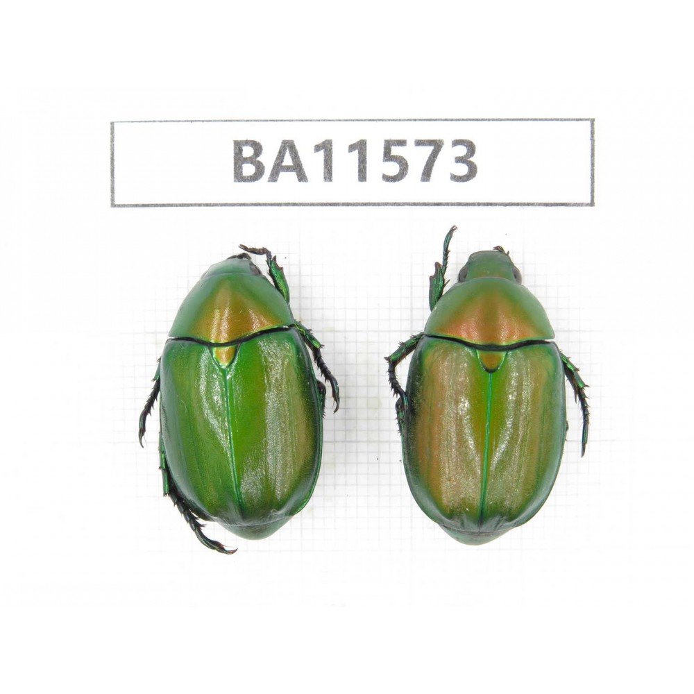 Rutelidae sp. China, Guizhou, Qiandongnan, Mt.Leigongshan. 2Pcs. BA11573.