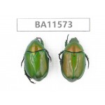 Rutelidae sp. China, Guizhou, Qiandongnan, Mt.Leigongshan. 2Pcs. BA11573.
