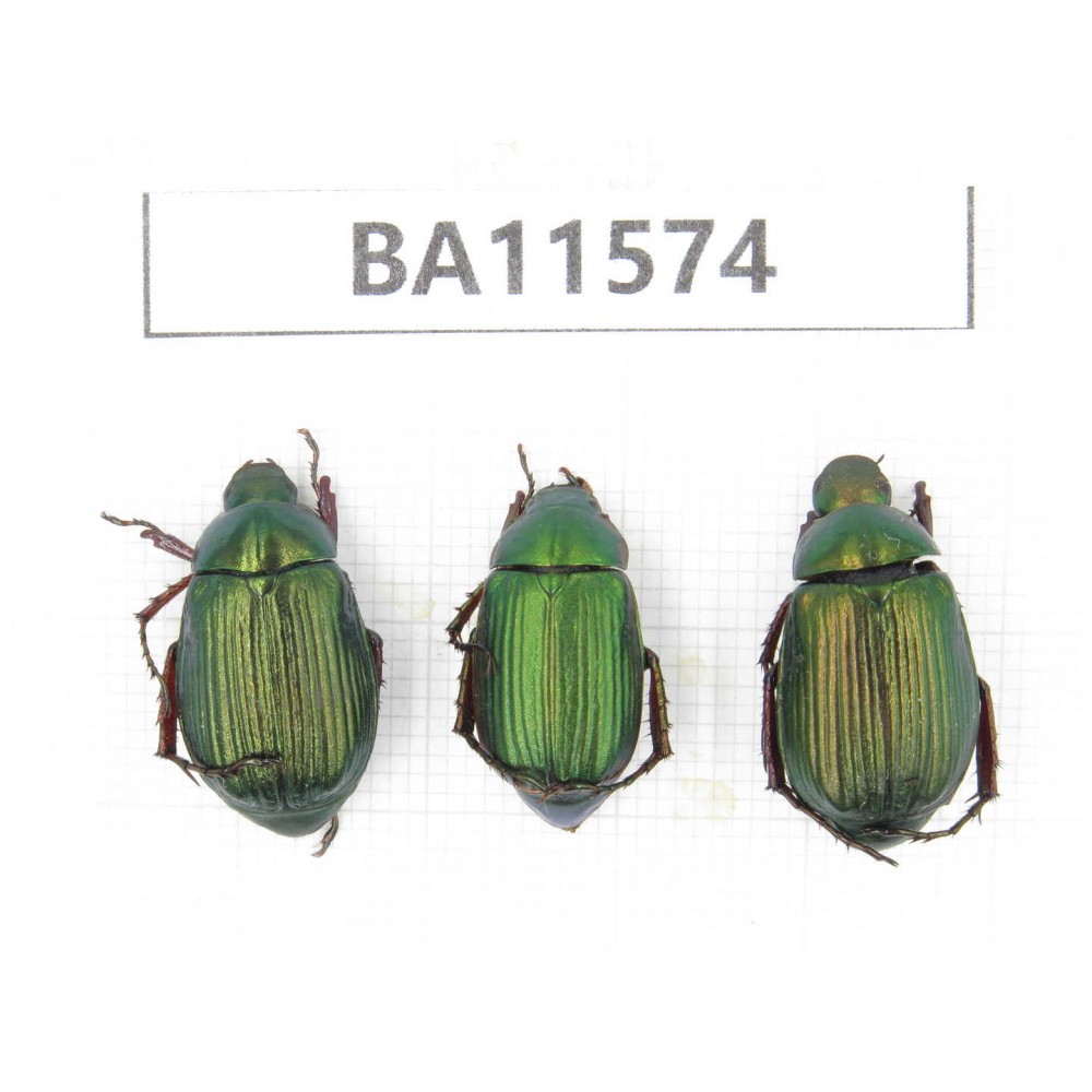 Rutelidae sp. China, Guizhou, Qiandongnan, Mt.Leigongshan. 3Pcs. BA11574.