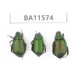 Rutelidae sp. China, Guizhou, Qiandongnan, Mt.Leigongshan. 3Pcs. BA11574.
