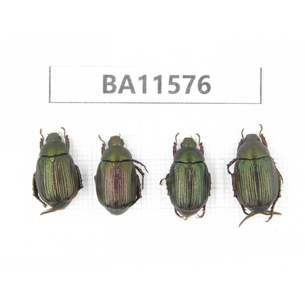 Rutelidae sp. China, Guizhou, Qiandongnan, Mt.Leigongshan. 4Pcs. BA11576.