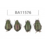 Rutelidae sp. China, Guizhou, Qiandongnan, Mt.Leigongshan. 4Pcs. BA11576.