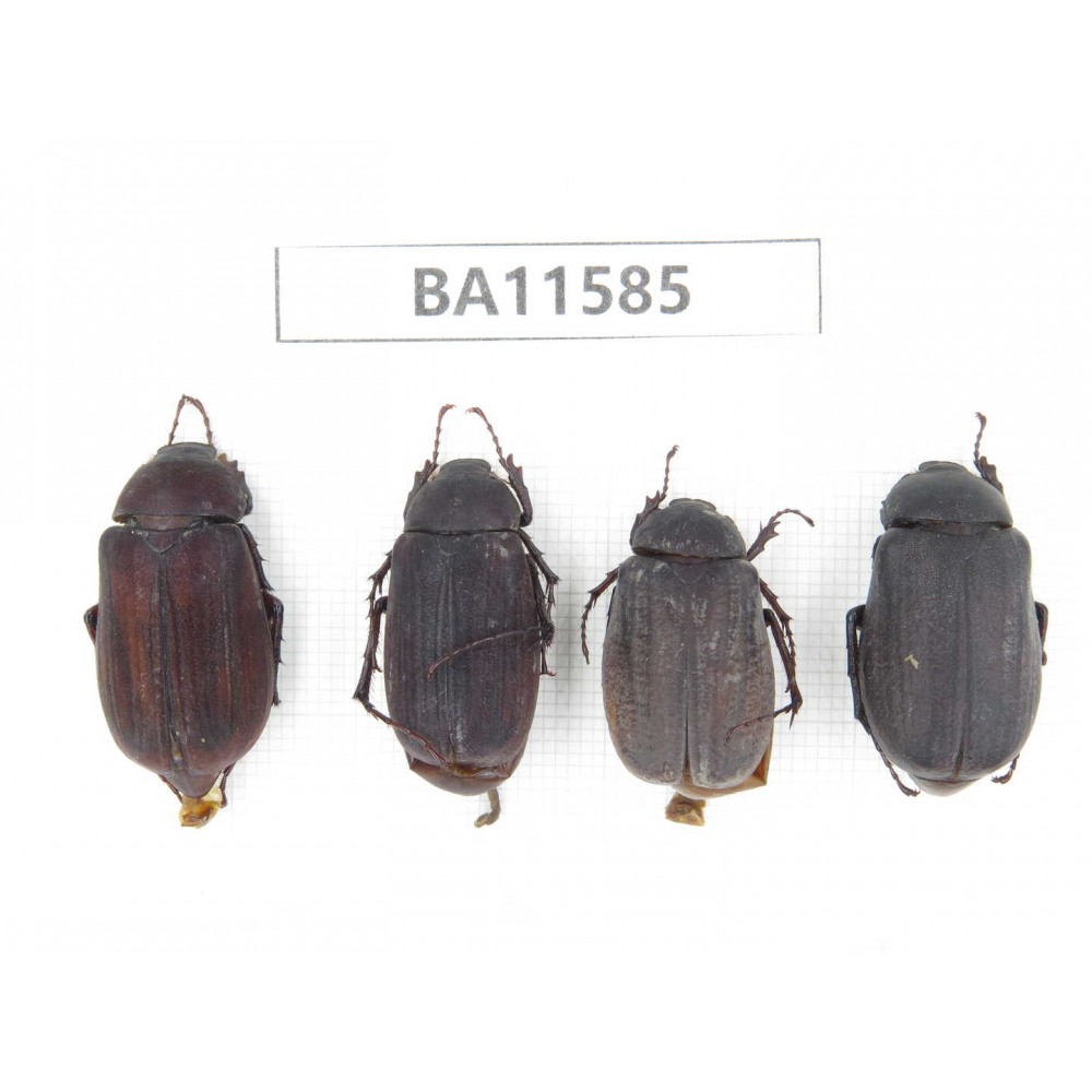 Melolonthidae sp. China, Guizhou, Qiandongnan, Mt.Leigongshan. 4Pcs. BA11585.
