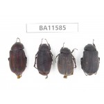 Melolonthidae sp. China, Guizhou, Qiandongnan, Mt.Leigongshan. 4Pcs. BA11585.