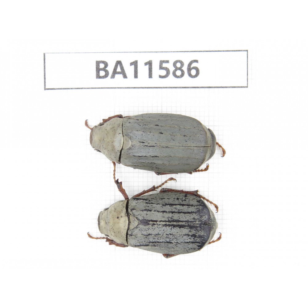 Melolonthidae sp. China, Guizhou, Qiandongnan, Mt.Leigongshan. 2F. BA11586.