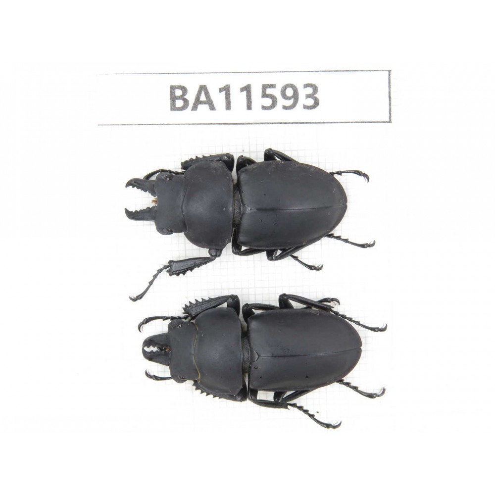 Neolucanus sp. China, Guizhou, Qiandongnan, Mt.Leigongshan. 2M. BA11593.