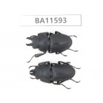 Neolucanus sp. China, Guizhou, Qiandongnan, Mt.Leigongshan. 2M. BA11593.