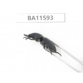 Neolucanus sp. China, Guizhou, Qiandongnan, Mt.Leigongshan. 2M. BA11593.