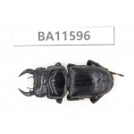 Dorcus sp. China, Guizhou, Qiandongnan, Mt.Leigongshan.1M. BA11596.