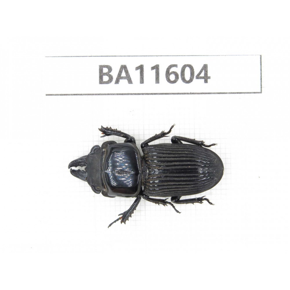 Nigidius sp. China, Guizhou, Qiandongnan area, Mt.Leigongshan.1M. BA11604.