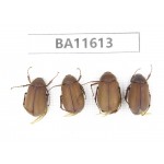 Melolonthidae sp. China, Yunnan, Xiangerila, Weixi county. 4Pcs. BA11613.