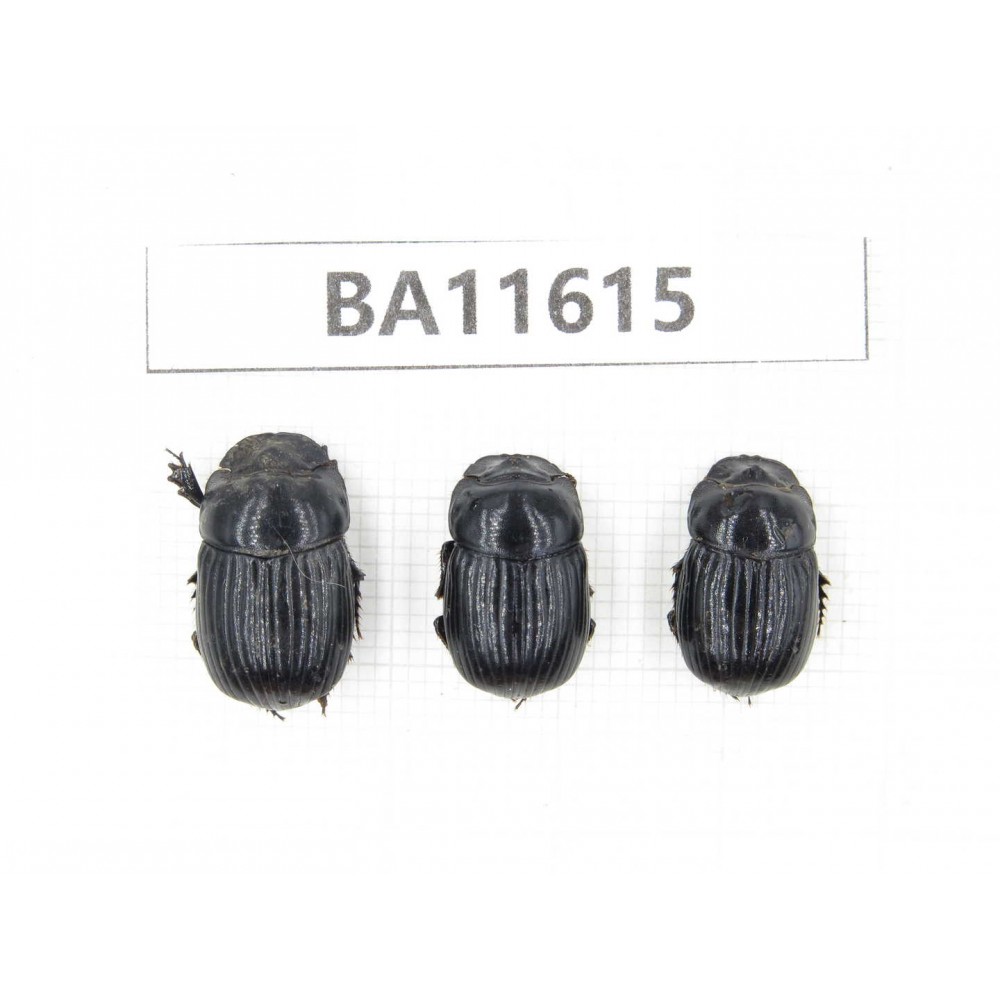 Geotrupidae sp. China, Yunnan, Xiangerila, Weixi county. 3Pcs. BA11615.