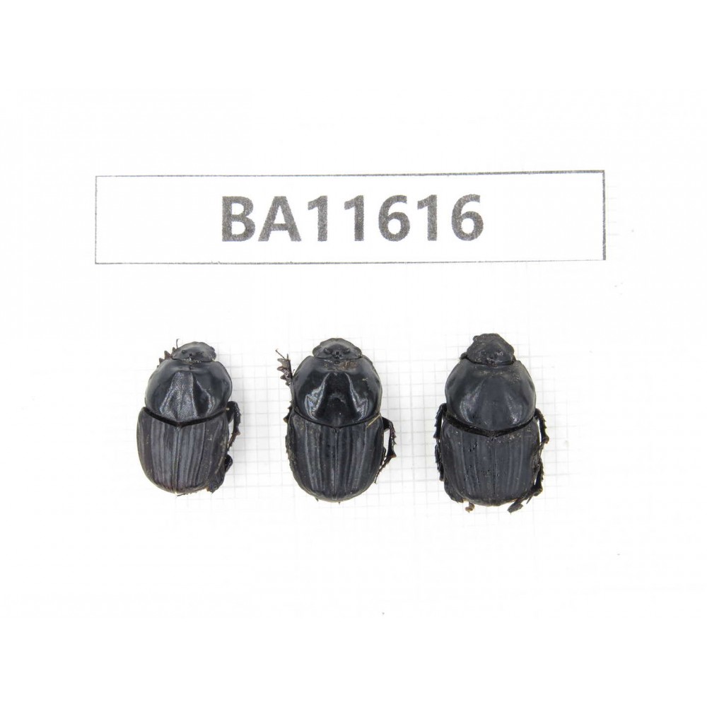 Geotrupidae sp. China, Yunnan, Xiangerila, Weixi county. 3Pcs. BA11616.