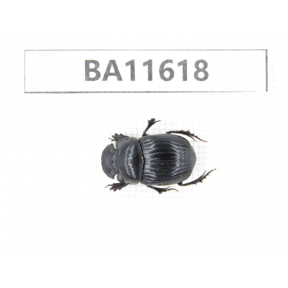 Geotrupidae sp. China, Yunnan, Xiangerila, Weixi county. 1Pcs. BA11618.